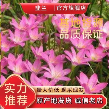 韭兰，风雨兰，一手货源支持线上交易欢迎来电咨询