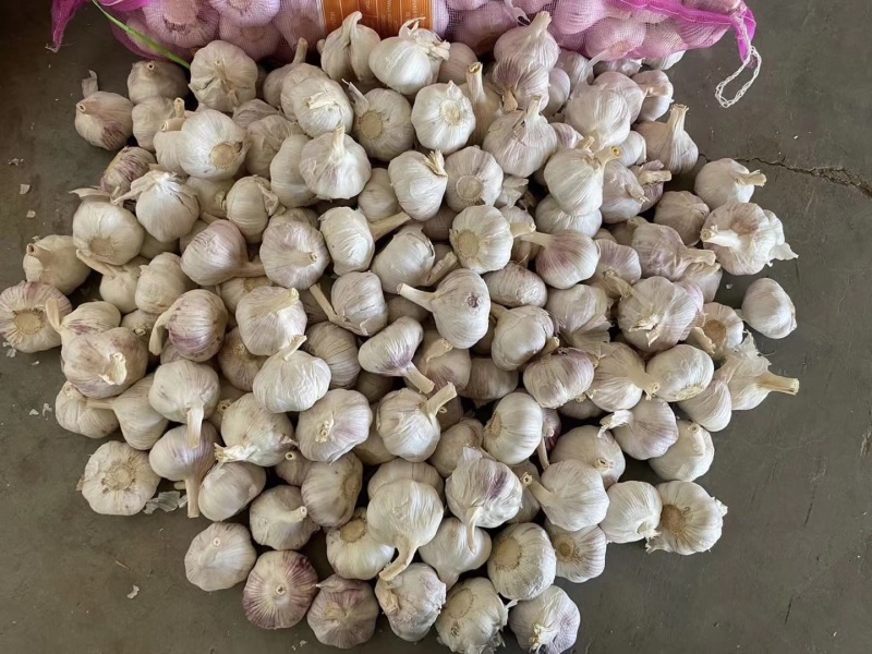【实力推荐】紫皮大蒜红皮大蒜商超电商规格齐全量大