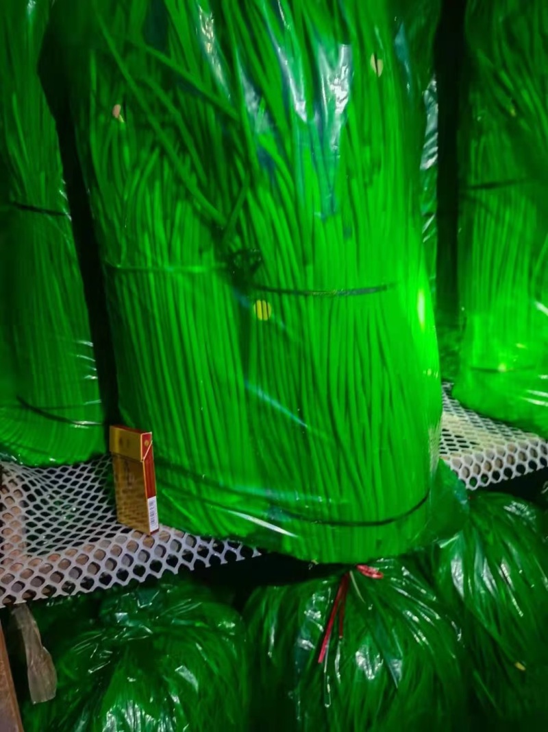 精品红帽蒜苔产地直供各种规格对接全国市场（电商）商超