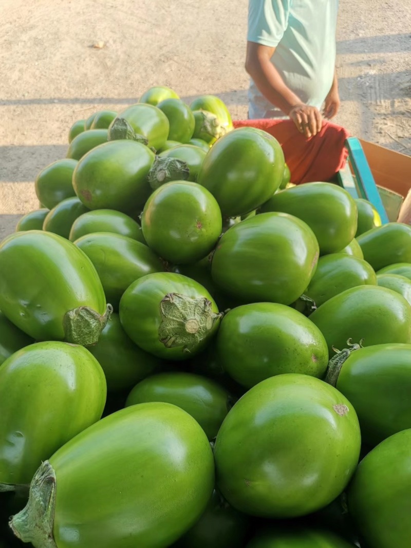 【荐】精品青茄子按需包装产地直供货源稳定欢迎来电咨询
