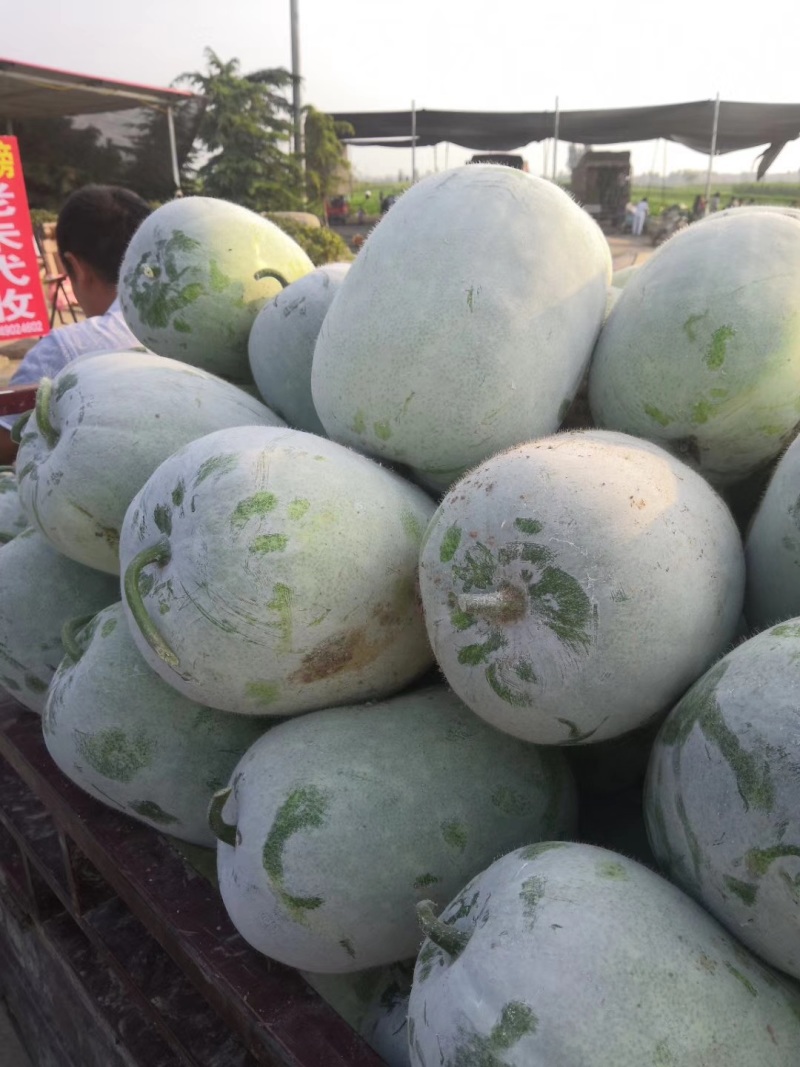 【荐】翡翠水果冬瓜产地直供按需包装（电商）（市场）