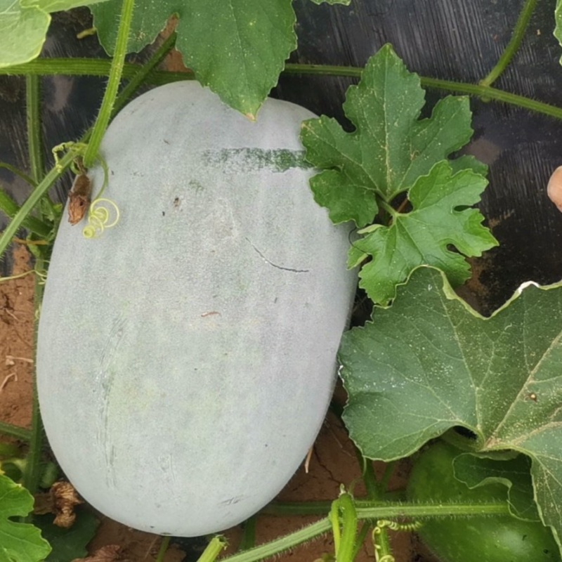 【推荐】一串零冬瓜产地直供大量供应诚信经营