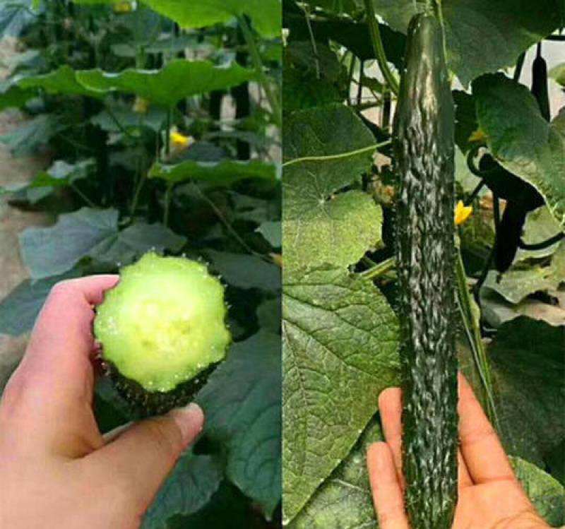 黄瓜苗嫁接黄瓜种苗小黄瓜苗工厂化育苗基地
