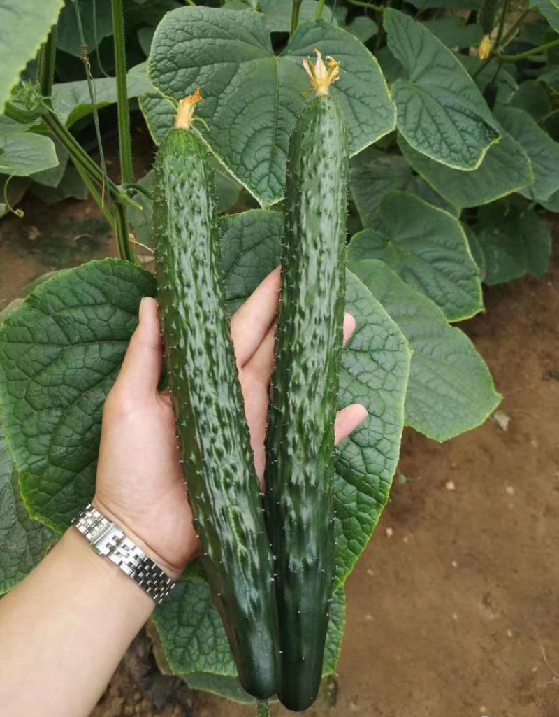 黄瓜苗嫁接黄瓜种苗小黄瓜苗工厂化育苗基地