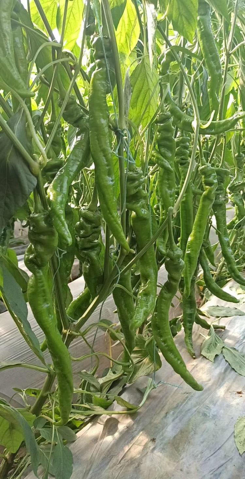 全螺螺丝椒苗螺丝椒苗辣椒苗专业育苗基地直供