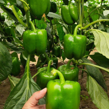 菜椒苗方椒苗圆椒种辣椒苗彩椒苗育苗基地直供