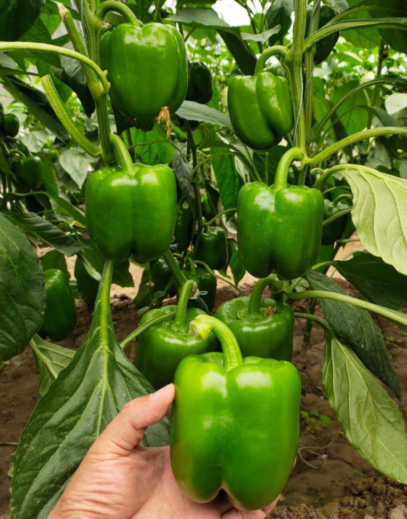 菜椒苗方椒苗圆椒种辣椒苗彩椒苗育苗基地直供