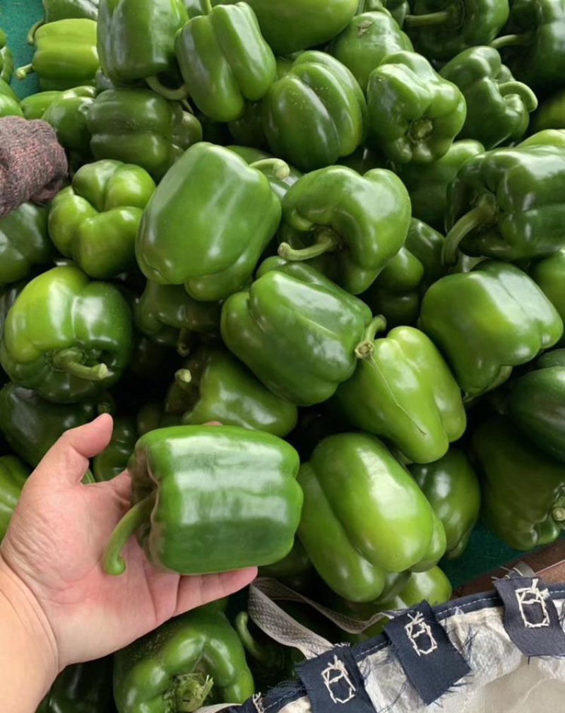 菜椒苗方椒苗圆椒种辣椒苗彩椒苗育苗基地直供