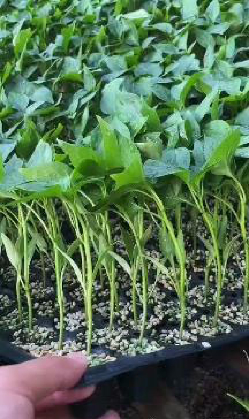 菜椒苗方椒苗圆椒种辣椒苗彩椒苗育苗基地直供