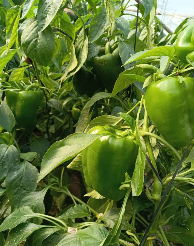 菜椒苗方椒苗圆椒种辣椒苗彩椒苗育苗基地直供
