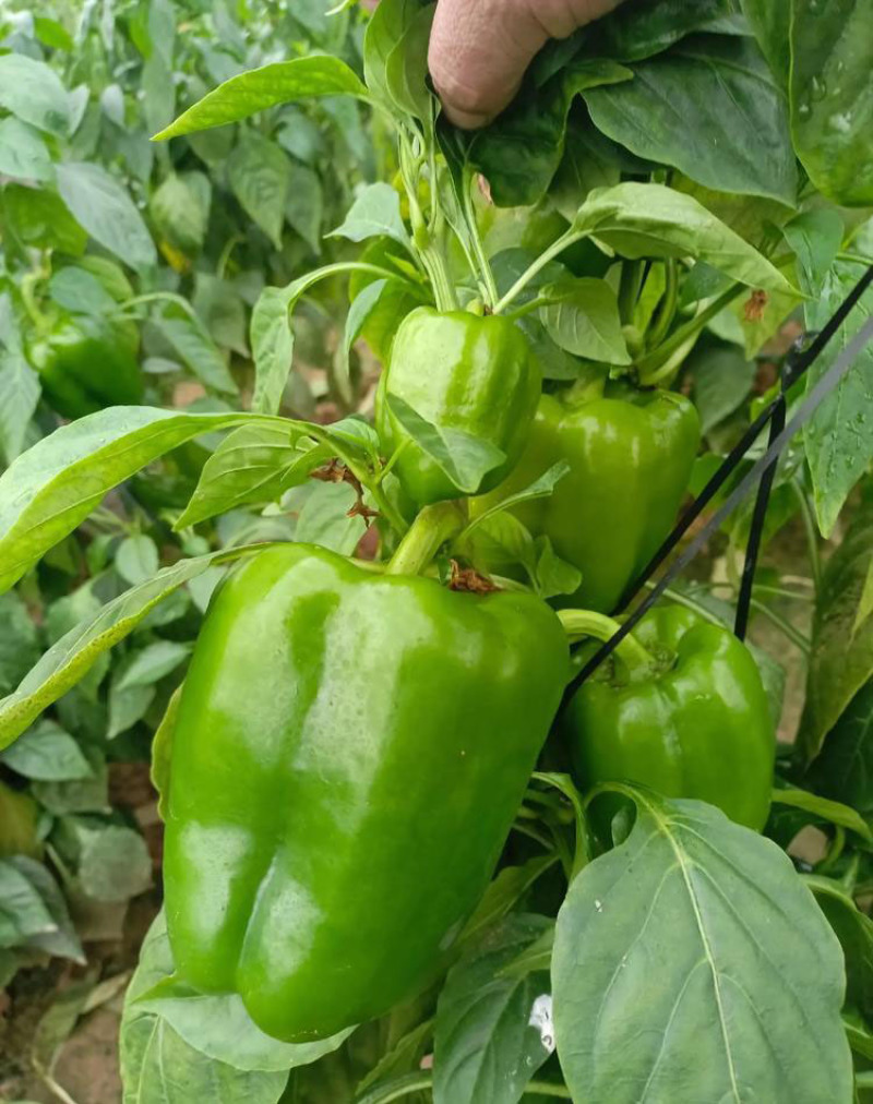 菜椒苗方椒苗圆椒种辣椒苗彩椒苗育苗基地直供