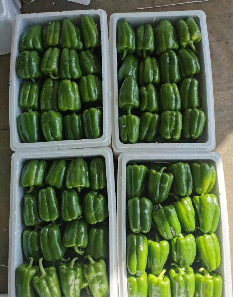 菜椒苗方椒苗圆椒种辣椒苗彩椒苗育苗基地直供