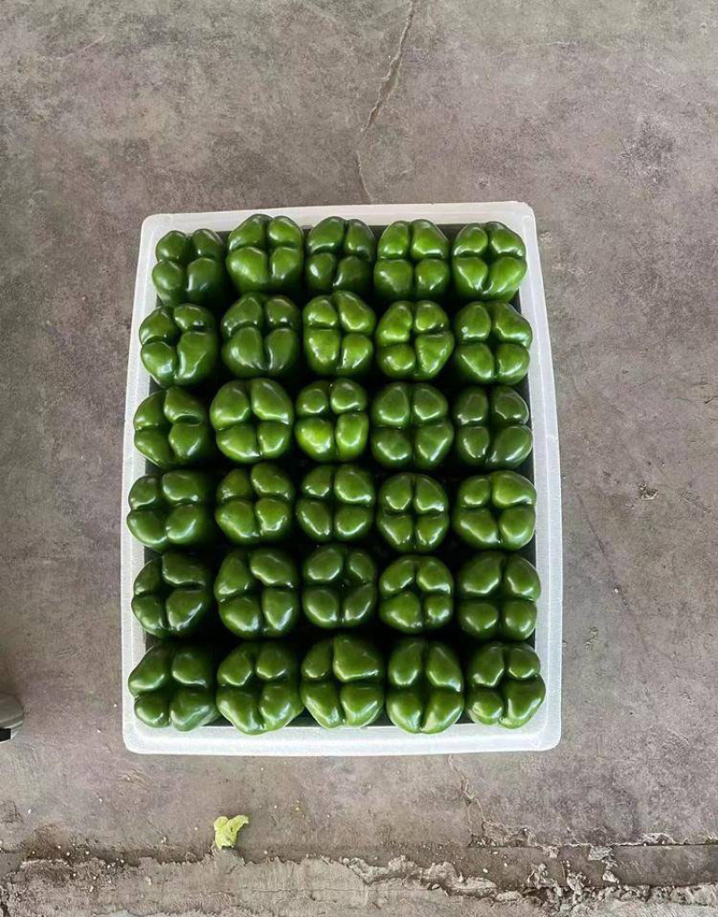 菜椒苗方椒苗圆椒种辣椒苗彩椒苗育苗基地直供