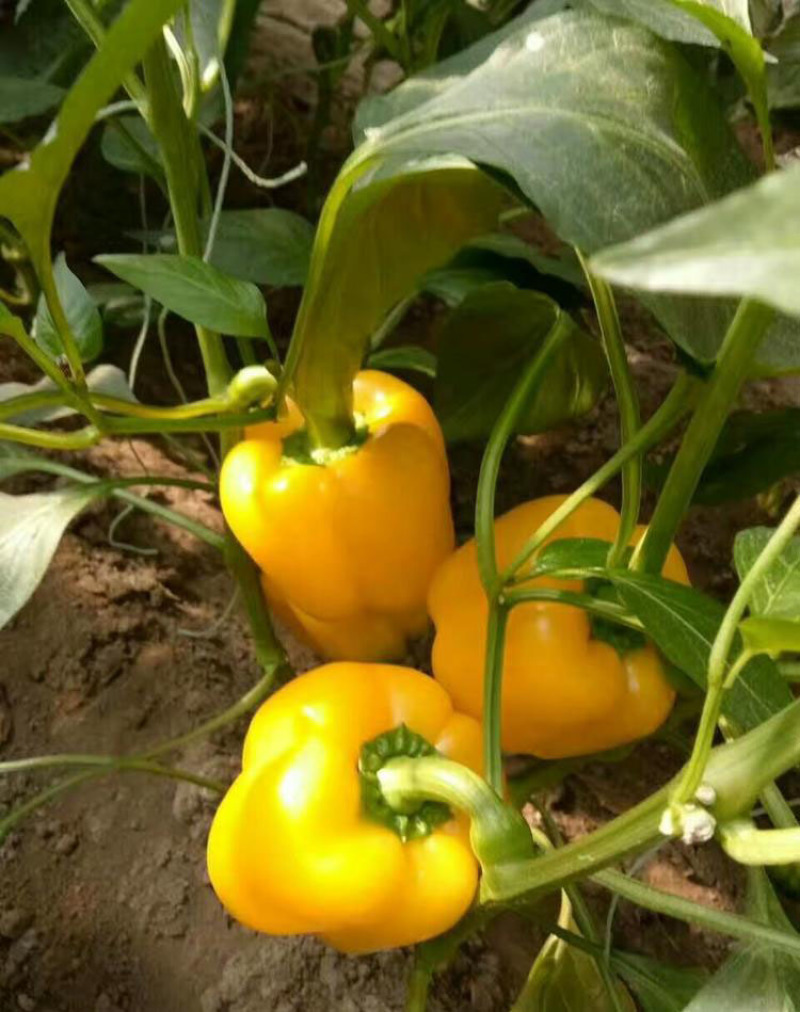 菜椒苗方椒苗圆椒种辣椒苗彩椒苗育苗基地直供