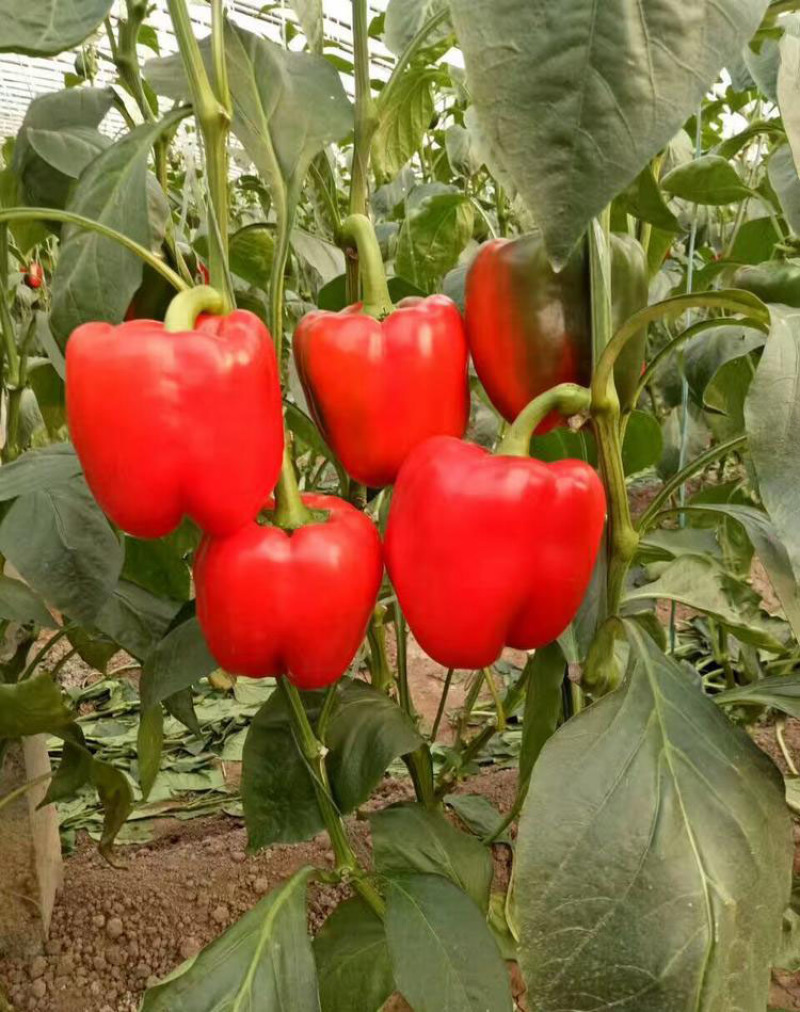 菜椒苗方椒苗圆椒种辣椒苗彩椒苗育苗基地直供