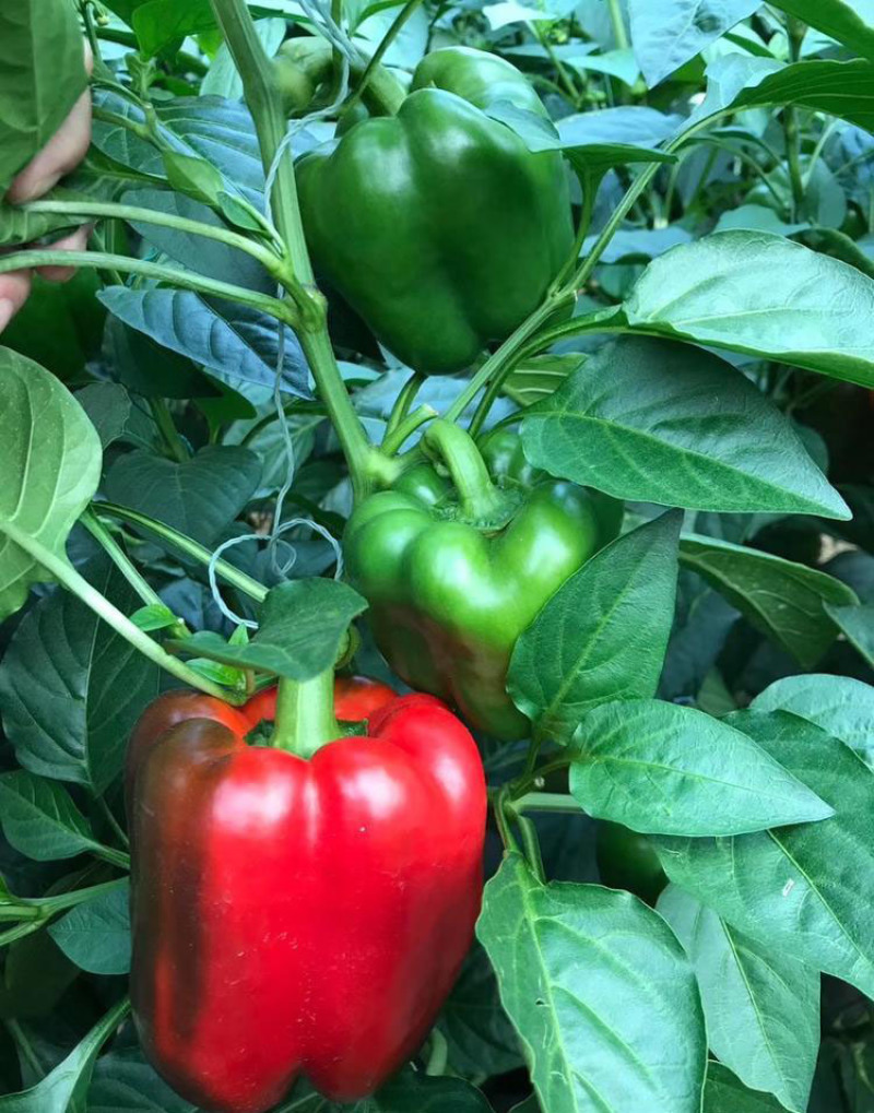 菜椒苗方椒苗圆椒种辣椒苗彩椒苗育苗基地直供