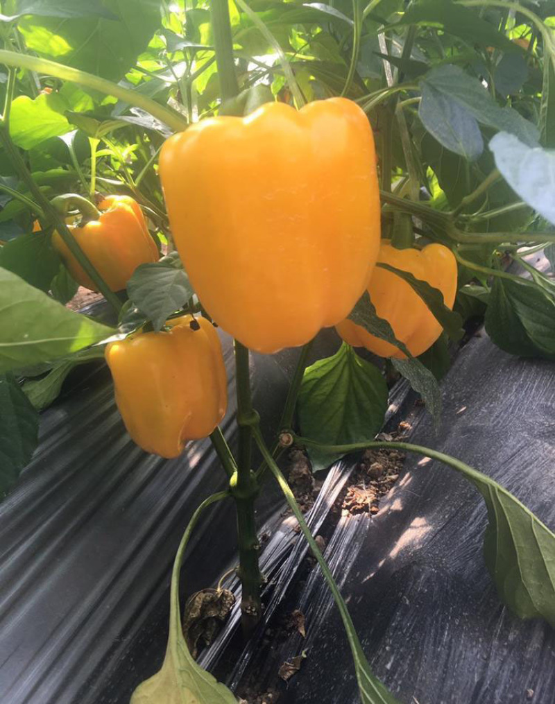 菜椒苗方椒苗圆椒种辣椒苗彩椒苗育苗基地直供