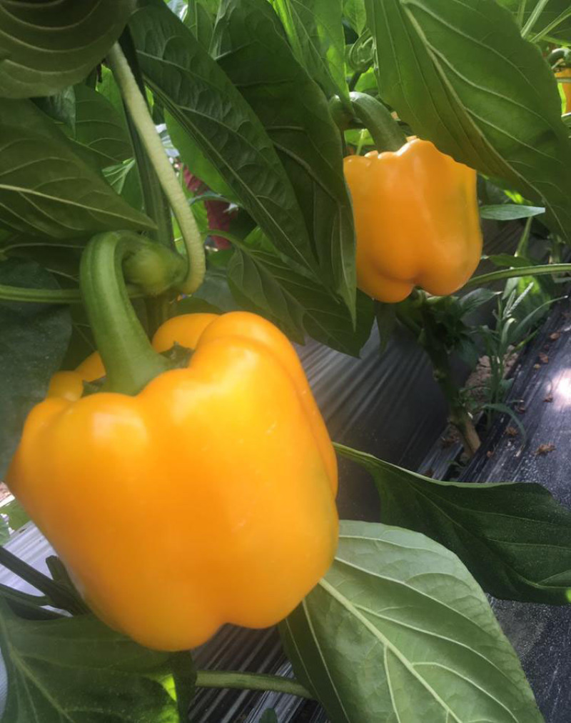 菜椒苗方椒苗圆椒种辣椒苗彩椒苗育苗基地直供