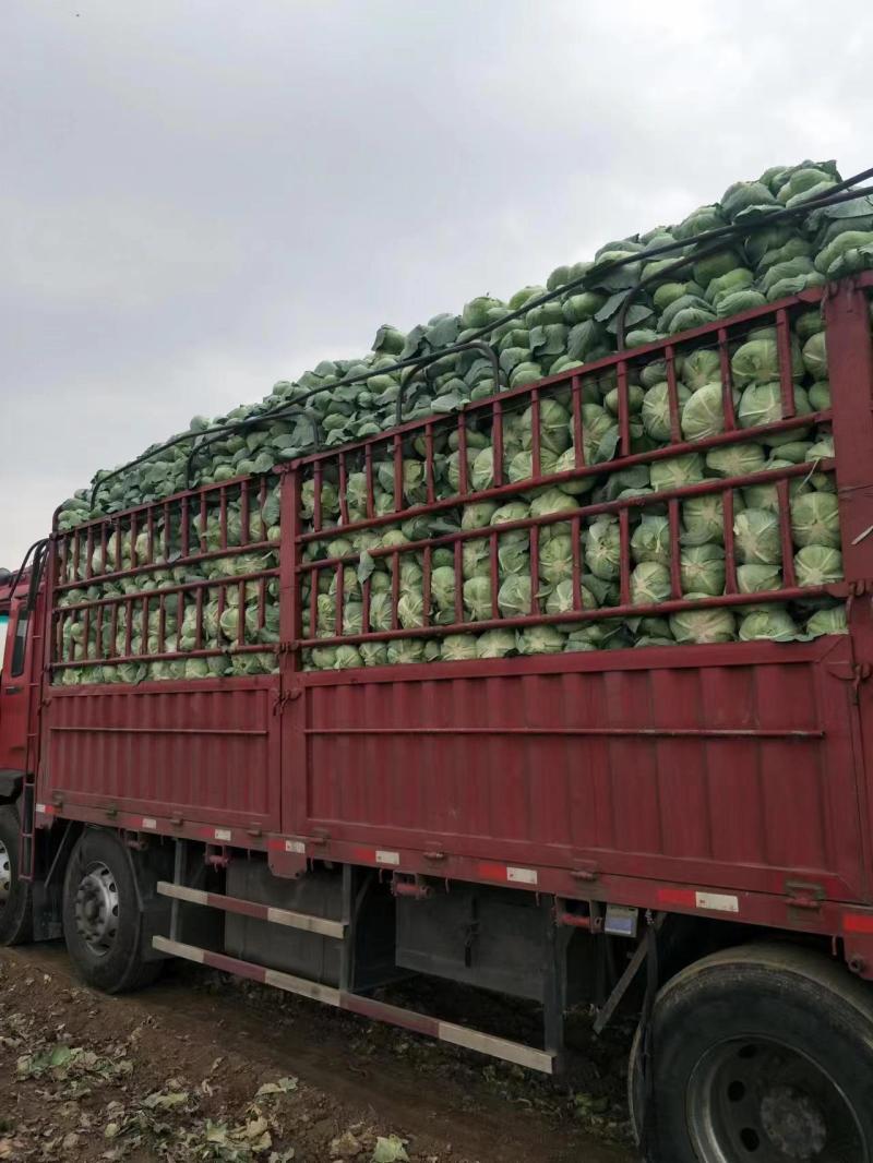 扁包菜大量上市产地发货量大从优欢迎来电