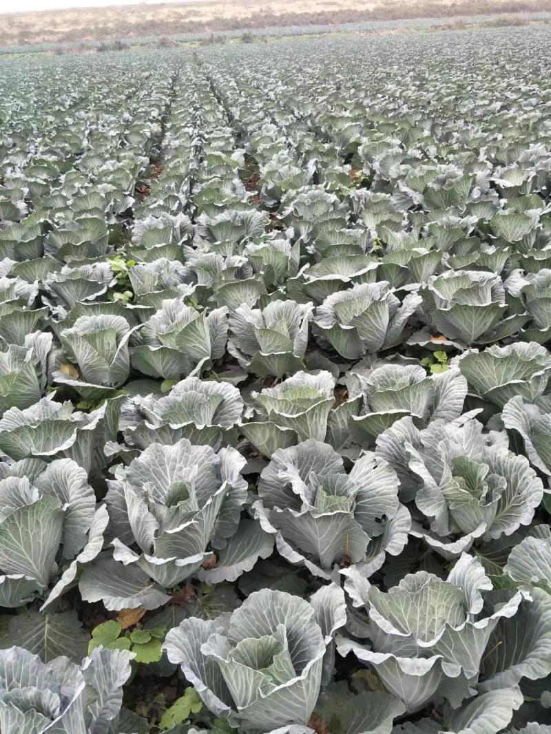 扁包菜大量上市产地发货量大从优欢迎来电