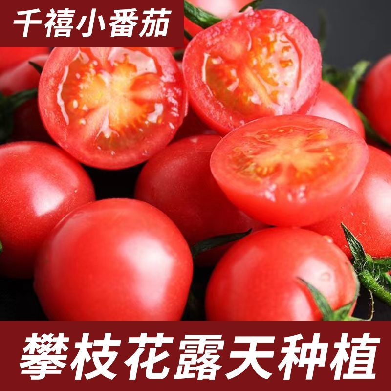 精品千禧圣女果小番茄现摘现发自家果园果肉肥厚香甜可口
