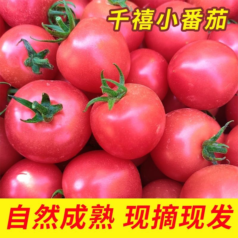 精品千禧圣女果小番茄现摘现发自家果园果肉肥厚香甜可口