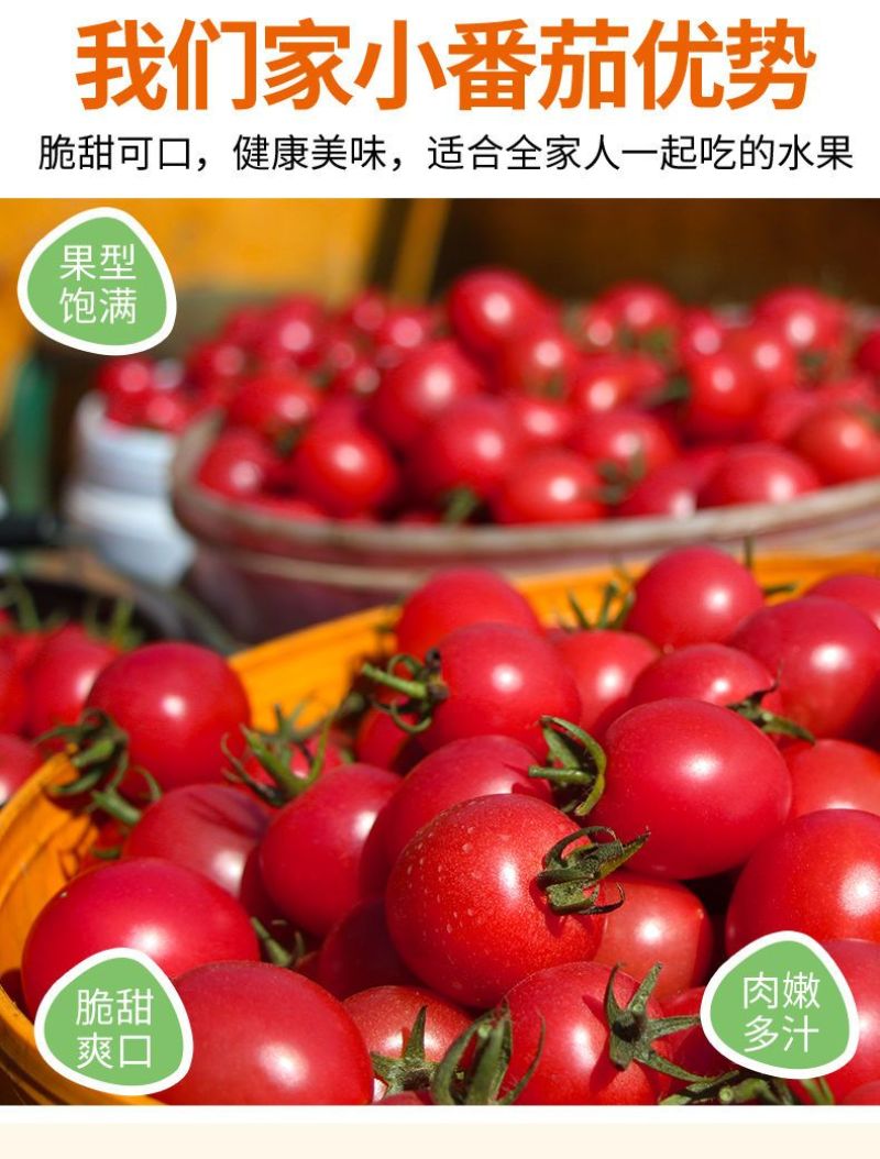 精品千禧圣女果小番茄现摘现发自家果园果肉肥厚香甜可口