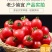 精品千禧圣女果小番茄现摘现发自家果园果肉肥厚香甜可口