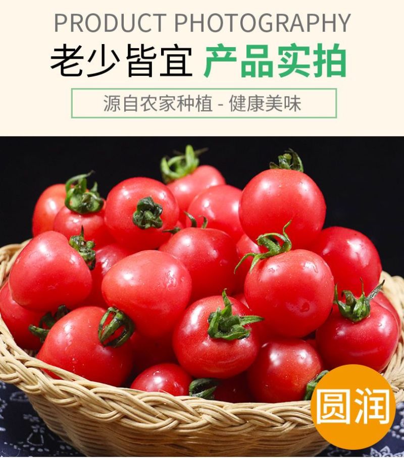 精品千禧圣女果小番茄现摘现发自家果园果肉肥厚香甜可口