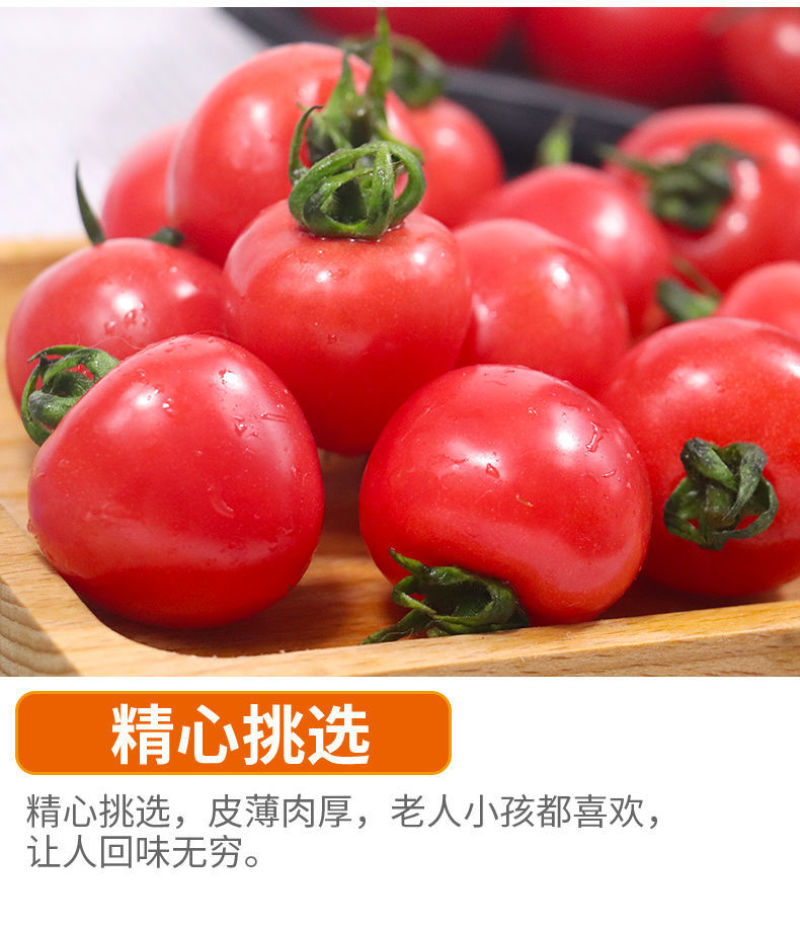 精品千禧圣女果小番茄现摘现发自家果园果肉肥厚香甜可口