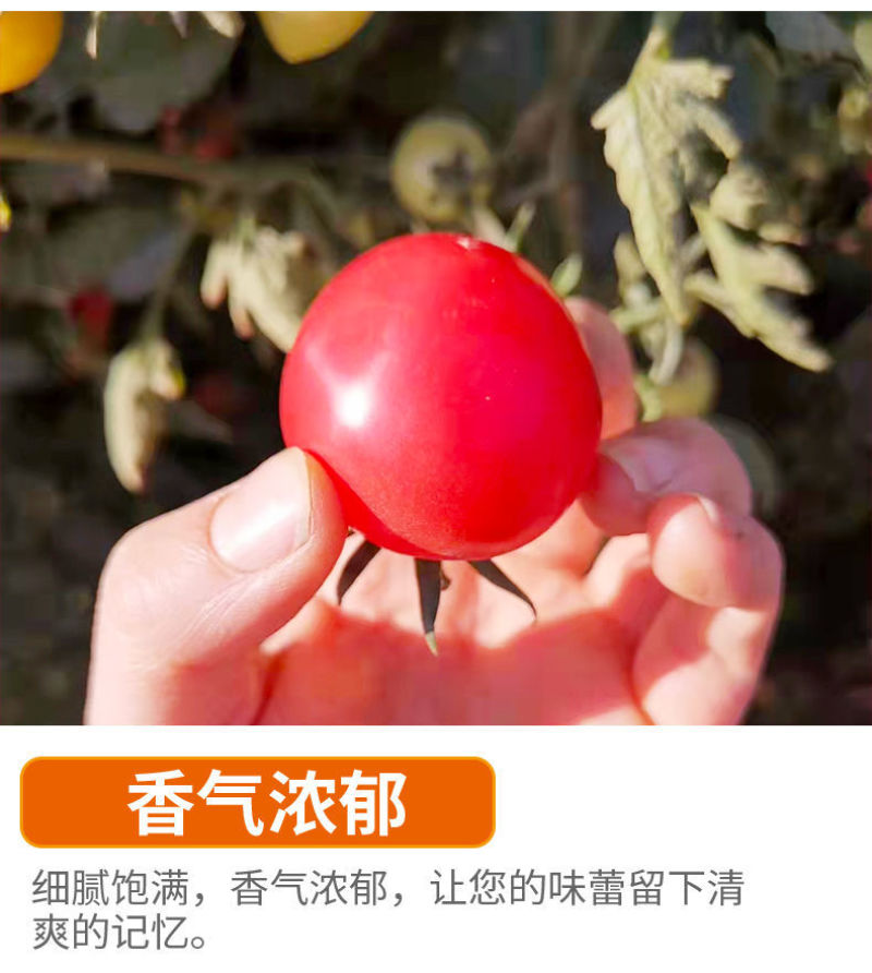 精品千禧圣女果小番茄现摘现发自家果园果肉肥厚香甜可口