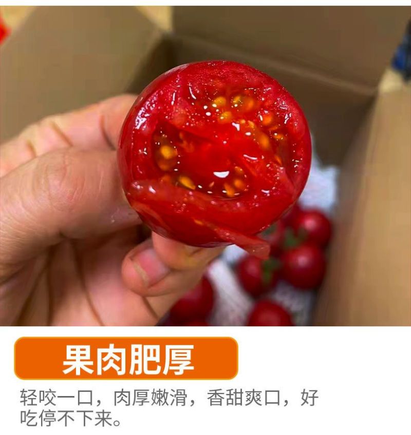 精品千禧圣女果小番茄现摘现发自家果园果肉肥厚香甜可口