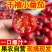 精品千禧圣女果小番茄现摘现发自家果园果肉肥厚香甜可口