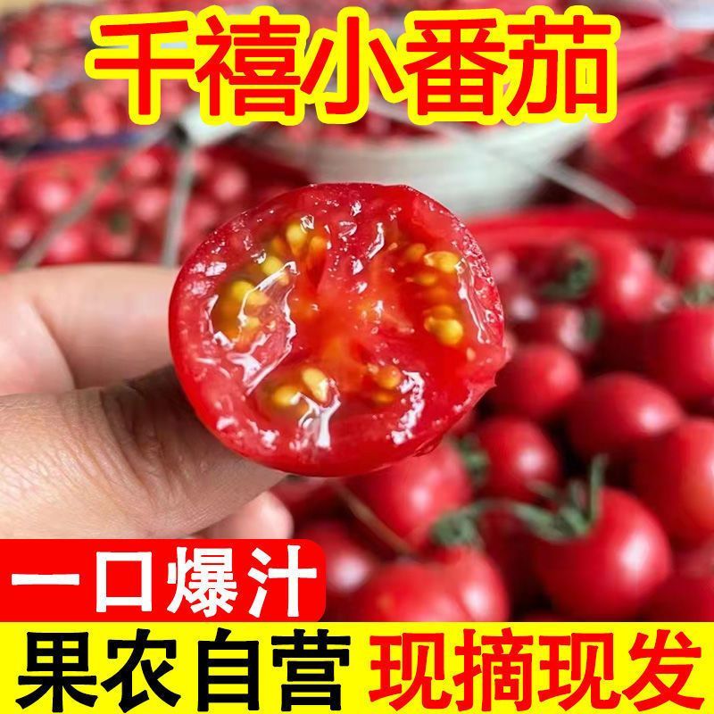 精品千禧圣女果小番茄现摘现发自家果园果肉肥厚香甜可口