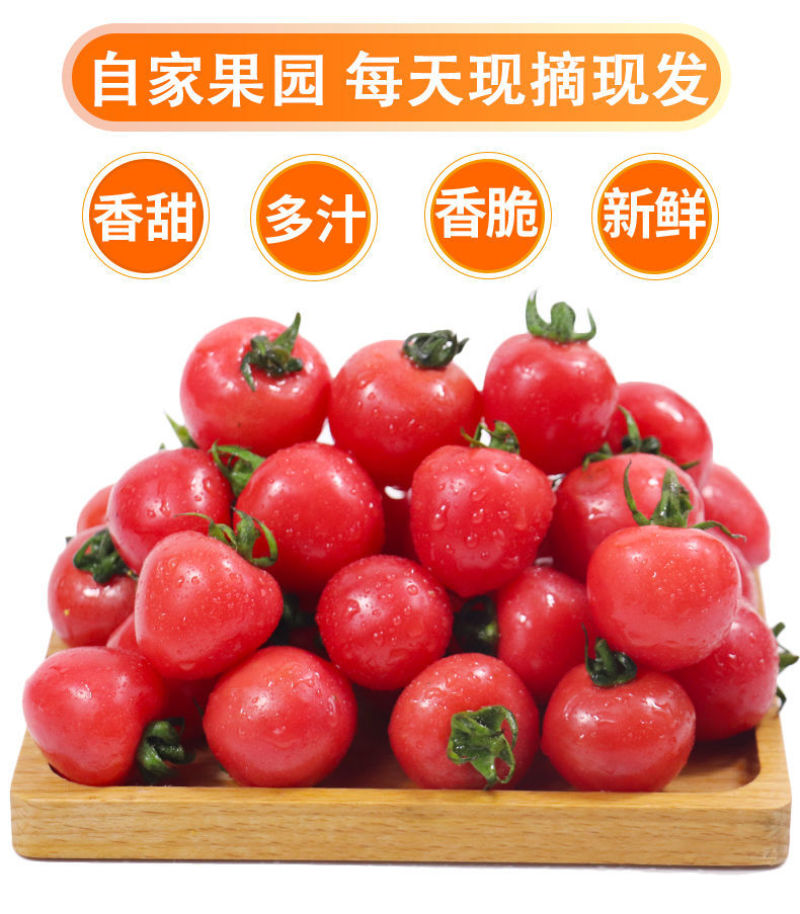 精品千禧圣女果小番茄现摘现发自家果园果肉肥厚香甜可口