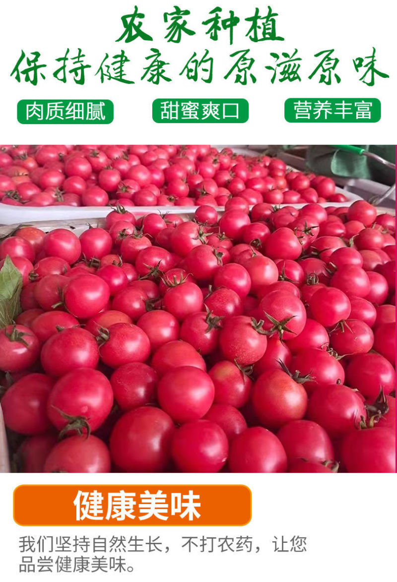 精品千禧圣女果小番茄现摘现发自家果园果肉肥厚香甜可口