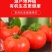 硬粉西红柿沙瓤香甜多汁果肉饱满承接团购电商代发