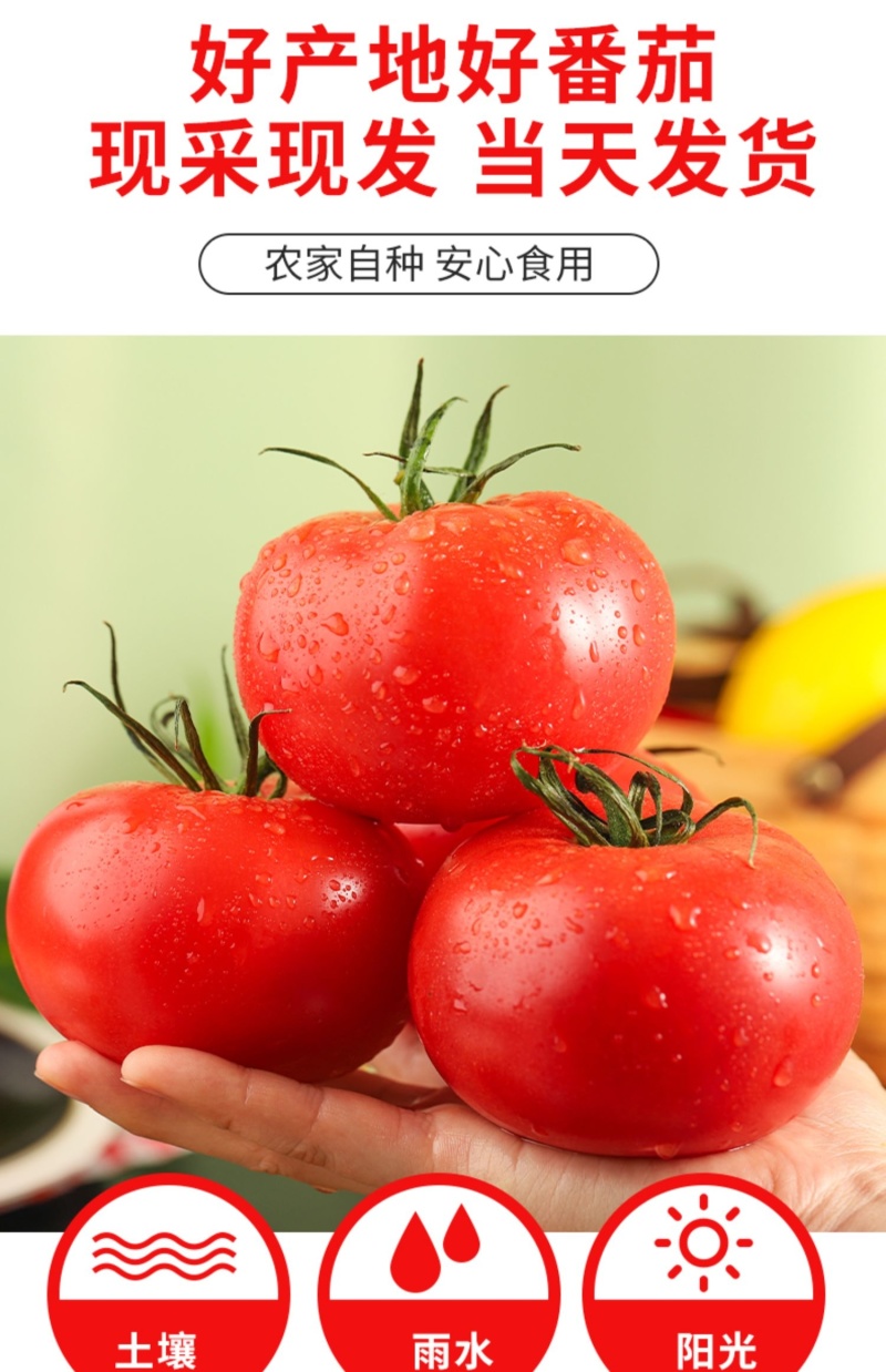 硬粉西红柿沙瓤香甜多汁果肉饱满承接团购电商代发