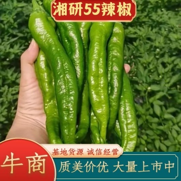 宁都高品质湘妍55号软皮椒，口感好，新苗椒，产地直发。