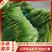 【蒜薹】江苏精品白帽蒜苔产地直供新蒜苔量大从优欢迎采购