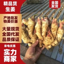 【优质】河南生姜、大黄姜产地，一手货源，代发全国