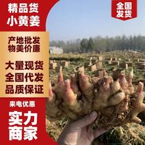 【优质货】山东小黄姜产地一手货源货源充足量大从优