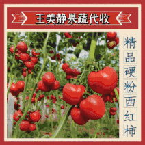 山东西红柿，硬粉【沙瓤】西红柿果型好耐运输保证品质