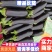 烧烤茄子产地直供大量供应品质保证合作共赢