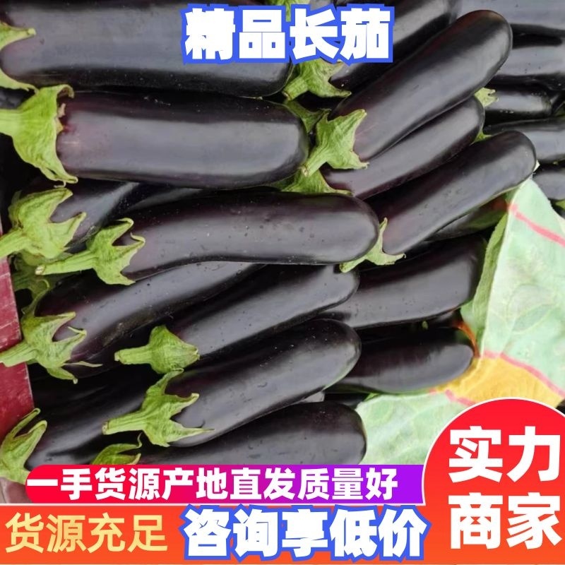 烧烤茄子产地直供大量供应品质保证合作共赢