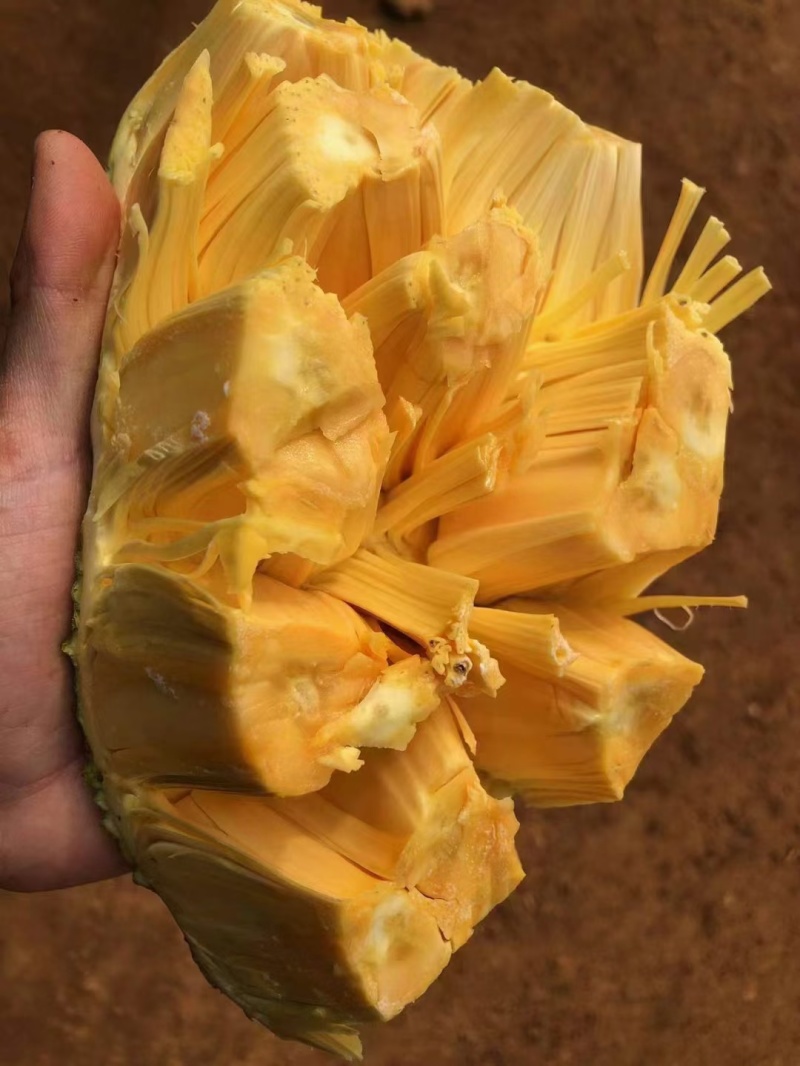 越南红肉菠萝蜜大量上市中，红心菠萝蜜当季水果一手货源