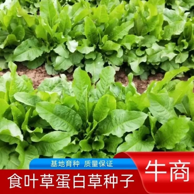 食叶草种子蛋白草，牧草基地货源质量保证，可提供育苗指导
