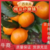 砂糖橘/沙糖桔/广西砂糖橘，产地货源量大从优对接市场商超