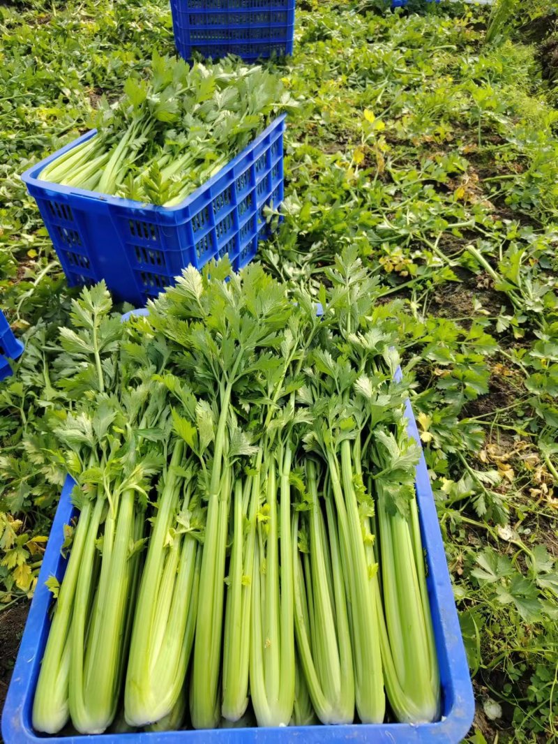 【推荐】精品西芹大量上市一手货源大量上市欢迎来电采购