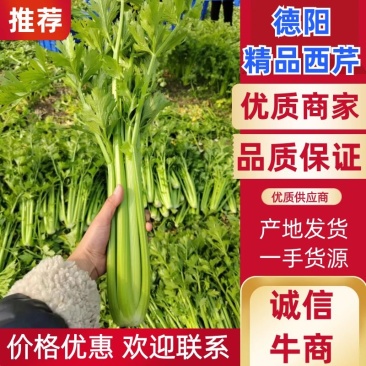 【推荐】精品西芹大量上市一手货源大量上市欢迎来电采购